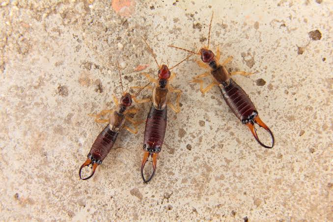 Why Are Earwigs in My House? Causes & Solutions 2026