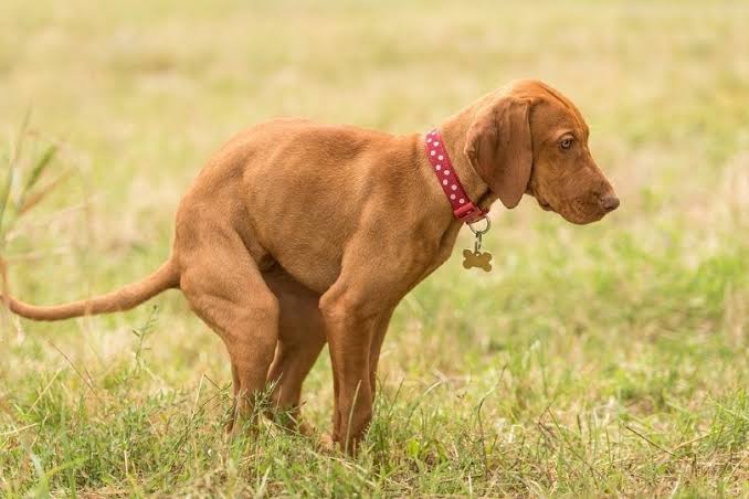 Why Does My Dog Walk and Poop? Should You Worry? 2026