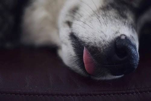 Why Does My Dog Sleep With His Tongue Out? Here's Why 2026