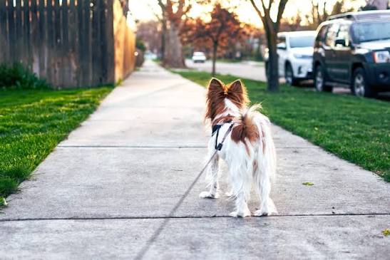Why Does My Dog Walk and Poop? Should You Worry? 2026