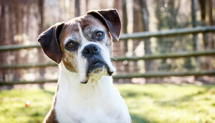 Why Do Dogs Eat Their Own Vomit? Should You Worry? 2026
