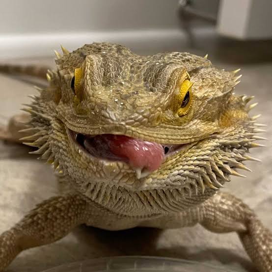 Why Does My Bearded Dragon Lick Me? Real Reasons Explained 2026