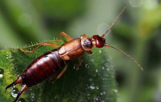 Why Are Earwigs in My House? Causes & Solutions 2026