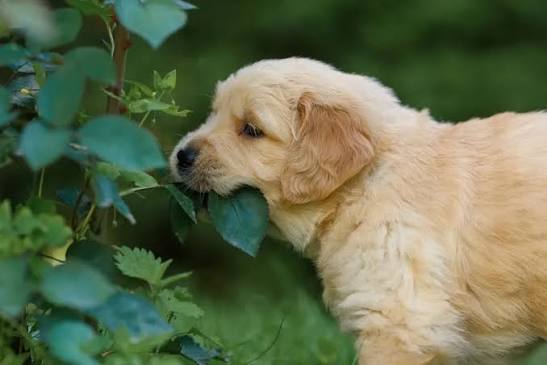 Why Do Dogs Eat Leaves? Causes & What to Do 2026