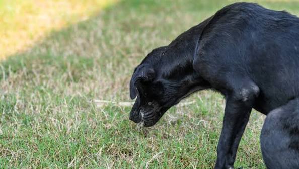 Why Do Dogs Eat Their Own Vomit? Should You Worry? 2026