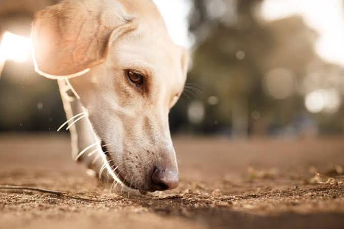 Why Do Dogs Eat Their Own Vomit? Should You Worry? 2026