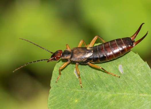 Why Are Earwigs in My House? Causes & Solutions 2026