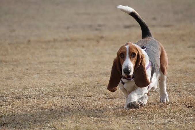 Why Does My Dog Walk and Poop? Should You Worry? 2026