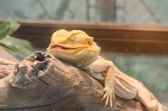 Why Does My Bearded Dragon Lick Me? Real Reasons Explained 2026