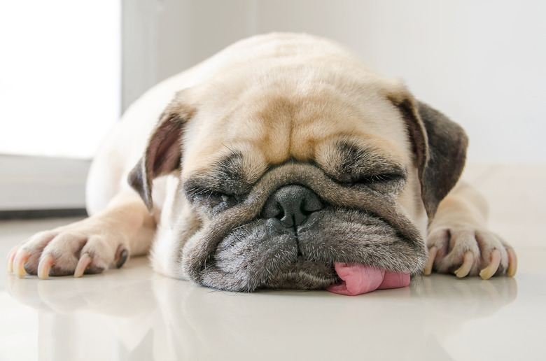 Why Does My Dog Sleep With His Tongue Out? Here's Why 2026